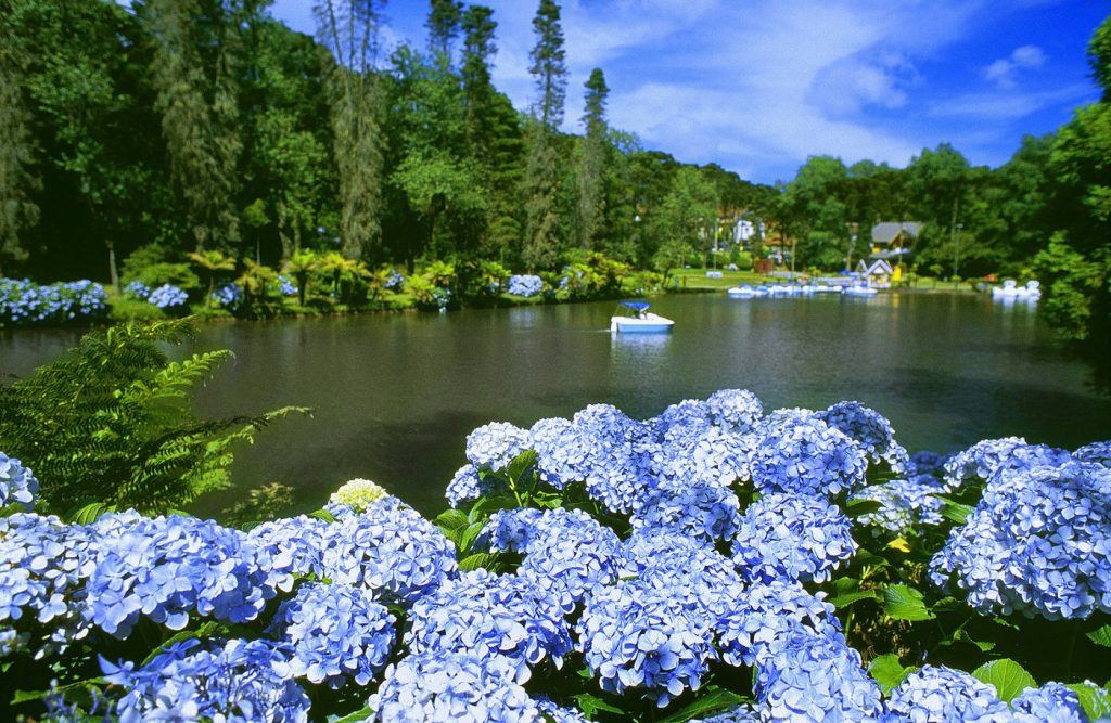 Lugares floridos para curtir a primavera no Brasil Guia Viajar Melhor