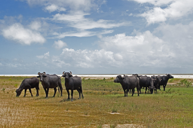 buffalo