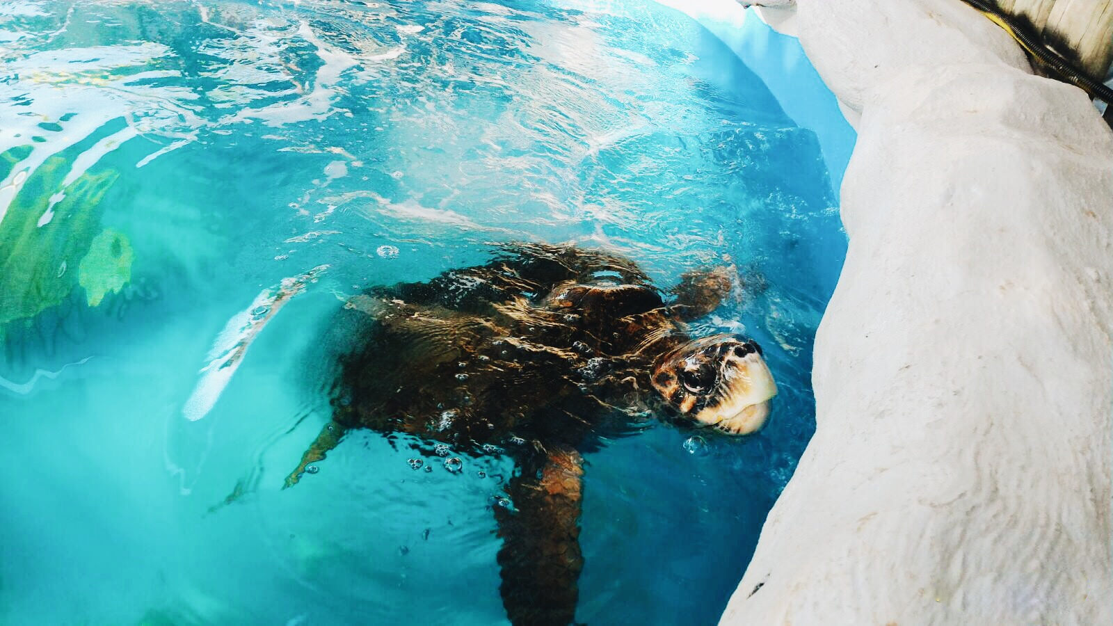 oceanario - jennifer Macieira