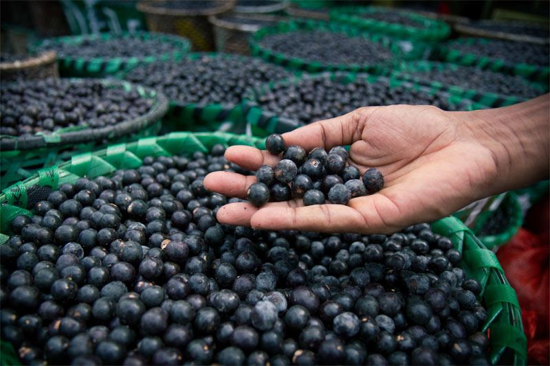 Açaí. Foto - Seema Krishnakumar