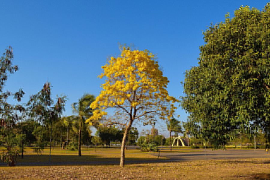 Pedro Igor Reis