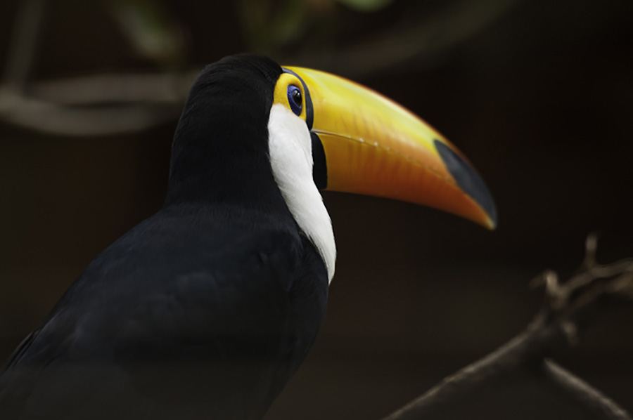 Foto: José Diener