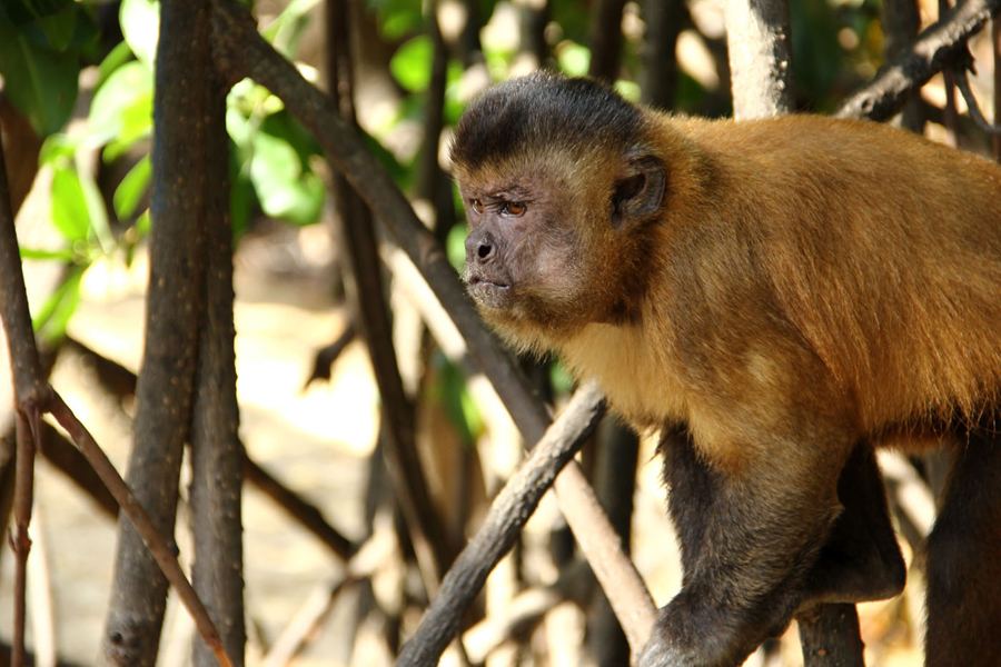 Macaco prego no povoado de Vassouras - Foto: Gustavo Albano