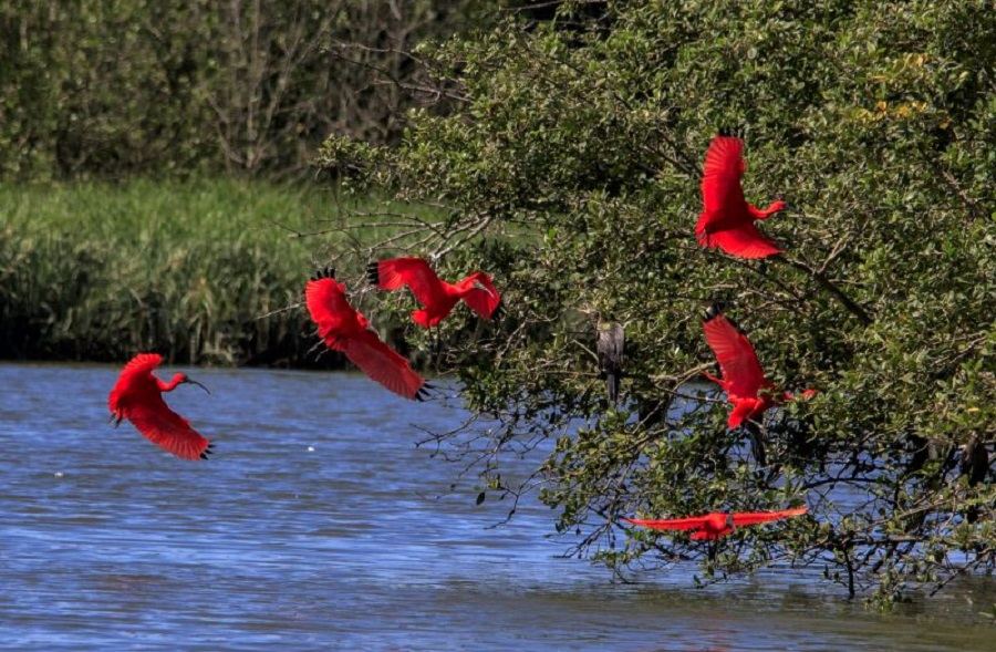 aves