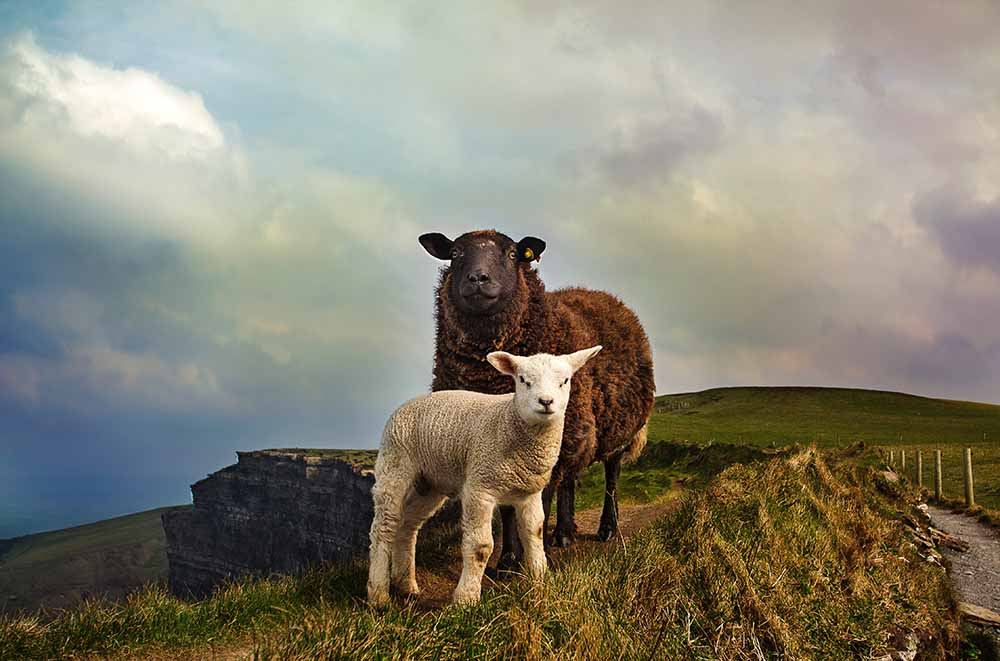 Irlanda